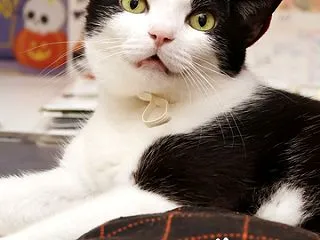 おかんのひざのクッションに