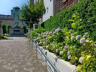 築地本願寺 あじさい 東京都中央区
