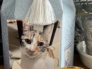 おかえり！アンジはん
