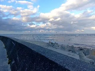 洋野町 種市海岸に集まった海鳥たち・・