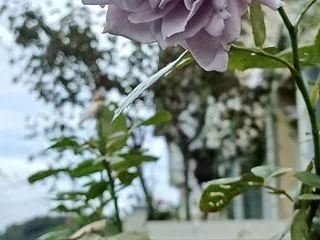 一気に秋になりました♡ノヴァーリス