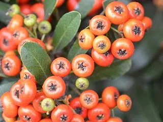 神無月 10月26日の誕生日の花と花言葉
