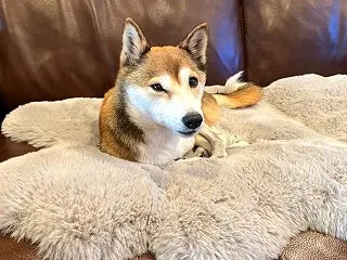 夫がトレジョで大量買い