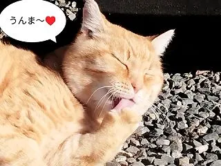 まただ