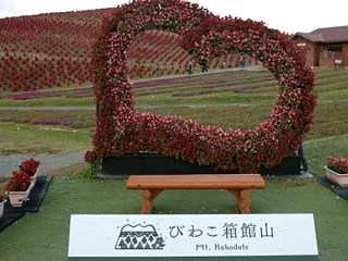 びわこ箱館山のコキア