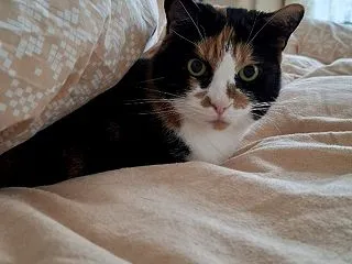 愛猫たちの秋冬の定位置 