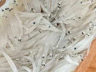 霞ヶ浦の白魚を堪能