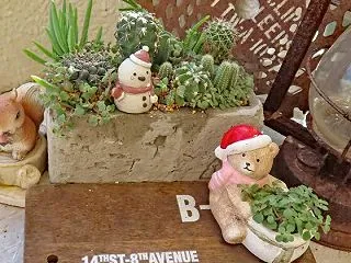 セメント鉢にサボテン寄せ植えしました・・…