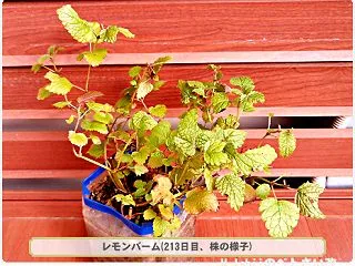 10/26 レモンバーム栽培(19)～収…