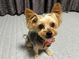ハロウィン仕様