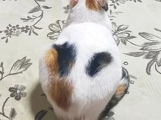レモンドリズルケーキとジャクソンフルーツ
