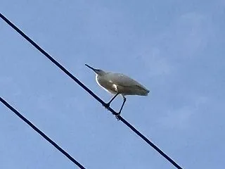 電線にコサギが