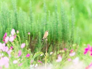 ノビタキⅡ