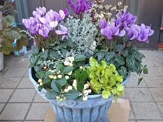 シクラメンドラゴンの寄せ植え