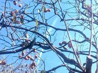干し柿の木