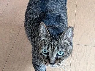 クロスステッチの進捗 & 最近聴…
