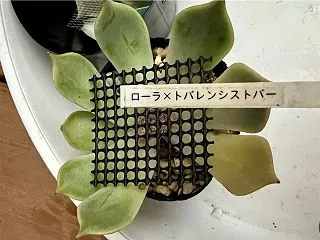 雨でもできることやってみました