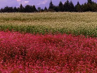 ◆紅白蕎麦の花饗宴