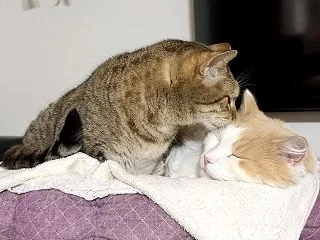寒くなったら、またやって来ました