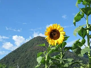 PHPの脆弱性はカウネット大丈夫なようで…