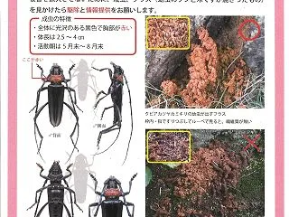 朝顔？ ・文化の破壊者クビアカツヤカミキ…