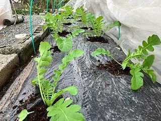 おでん大根の間引き！第２弾茎ブロッコリー…