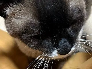 今日のヘッドマッサージ