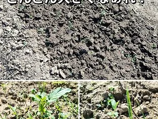 種播きして3週間経った赤玉ねぎ(^^)/…