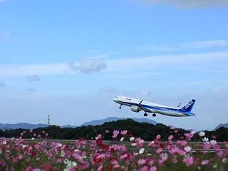 コスモス畑と飛行機
