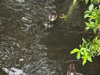 ★カルガモがスイスイ泳いでいました