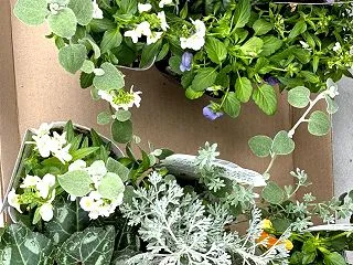 来年のラッキーカラー寄植えのお花
