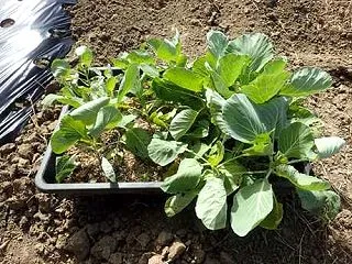 ジャガイモ袋栽培＆冬至カボチャ皿敷き☆葉…