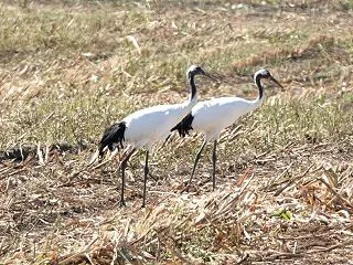 タンチョウ・・・