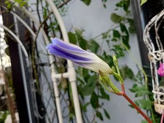 朝顔の観察日記 (2026-21) -雨…