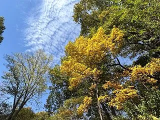 州立公園の紅葉