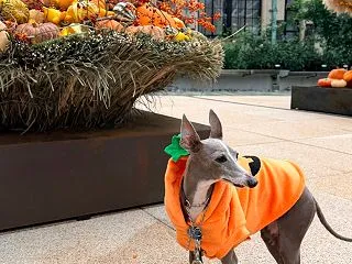 Happy Halloween 東京ガー…