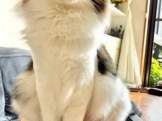 リッパな。