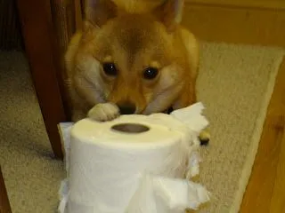 犬の留守番中の破壊行動をなくす対策｜退屈…