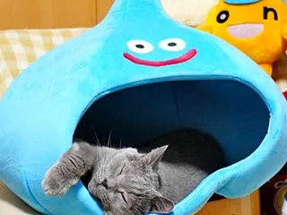 雨の日猫ちゃんズ