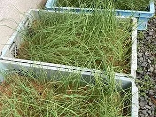 ネギ苗の散髪をする