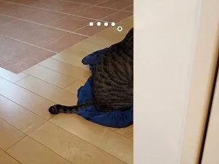 まめぞう、捕まる。