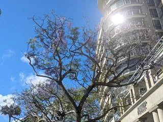恒例のオペラハウスでのダンス