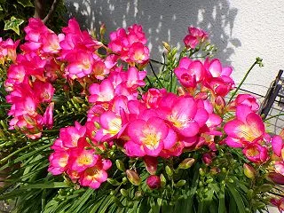 《植物図鑑》フリージア