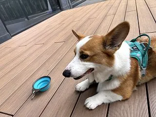 頭載せチャレンジ