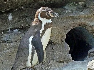 【白と黒】桐生が岡動物園で「フンボルトペ…