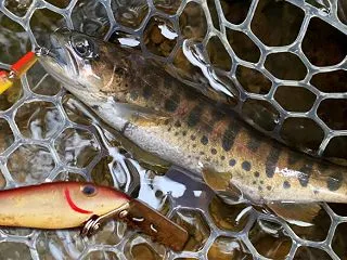 病気で釣りに行けていません