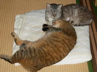 猫
