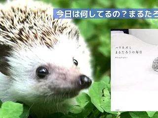 「癒しのアイドル『まるたろう』｜人気急上…