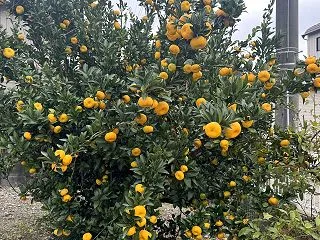 福来みかんが色付いて来た
