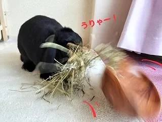 陰ながら…。